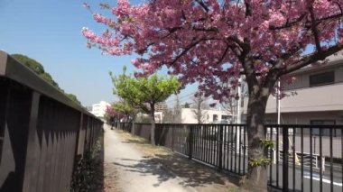 Oyokogawa Kawazu sakura kiraz çiçekleri, Japonya Tokyo 2023