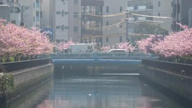 Oyokogawa Kawazu sakura kiraz çiçekleri, Japonya Tokyo 2023