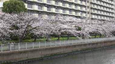 Kiraz çiçekleri yakınlaştırın, Japonya Tokyo 2023