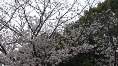 Kiraz çiçekleri yakınlaştırın, Japonya Tokyo 2023