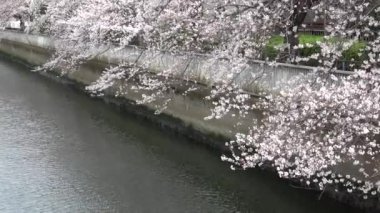 Kiraz çiçekleri yakınlaştırın, Japonya Tokyo 2023