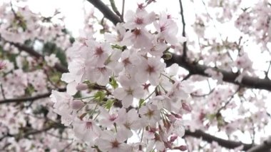 Kiraz çiçekleri Japon Tokyo 'da sabitlenmiş çekim kamerası.