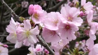 Kiraz çiçekleri Japon Tokyo 'da sabitlenmiş çekim kamerası.