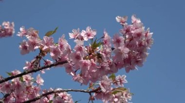 Kiraz çiçekleri Japon Tokyo 'da sabitlenmiş çekim kamerası.