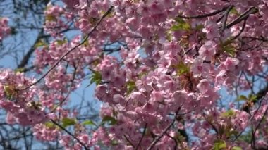 Kiraz çiçekleri Japon Tokyo 'da sabitlenmiş çekim kamerası.