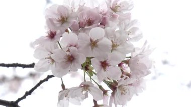 Kiraz çiçekleri Japon Tokyo 'da sabitlenmiş çekim kamerası.