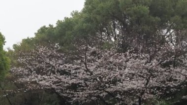 Kiraz çiçekleri Japon Tokyo 'da sabitlenmiş çekim kamerası.