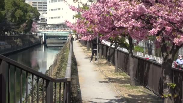 Oyokogawa Kawazu Sakura Körsbärsblommor Japan Tokyo 2023 — Stockvideo