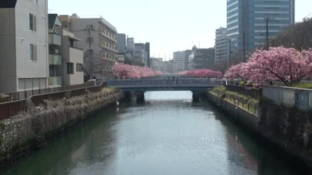 Oyokogawa Kawazu Sakura Cherry Blossoms Japan Tokyo 2023 — Stock video