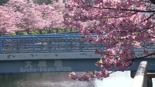 Oyokogawa Kawazu Sakura Cherry Blossoms Japón Tokio 2023 — Vídeos de Stock