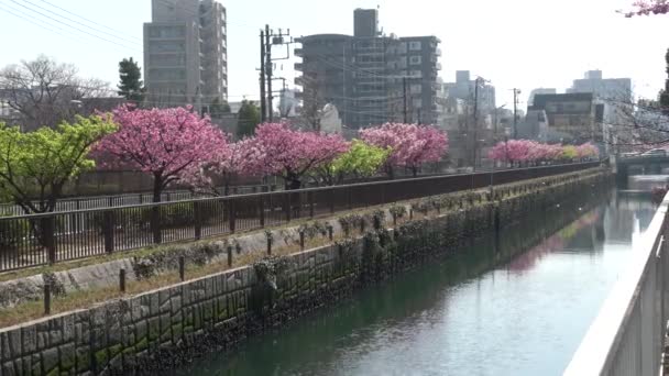 Oyokogawa Kawazu Sakura Kirschblüten Japan Tokio 2023 — Stockvideo