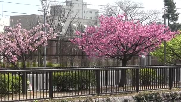 Oyokogawa Kawazu Sakura Fleurs Cerisier Japon Tokyo 2023 — Video