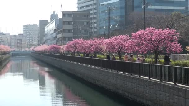 Oyokogawa Kawazu Sakura Cherry Blossoms Japón Tokio 2023 — Vídeo de stock