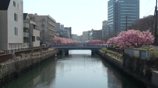 Oyokogawa Kawazu Sakura Cereja Flores Japão Tóquio 2023 — Vídeo de Stock