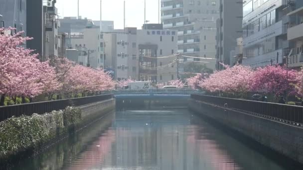 Oyokogawa Kawazu Sakura Körsbärsblommor Japan Tokyo 2023 — Stockvideo