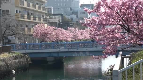 Oyokogawa Kawazu Sakura Cherry Blossoms Japón Tokio 2023 — Vídeos de Stock