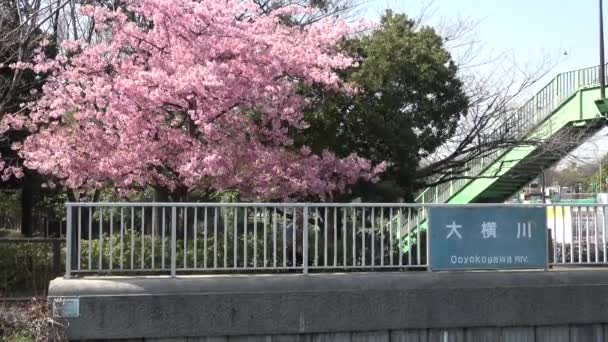 Oyokogawa Kawazu Sakura Cherry Blossoms Japón Tokio 2023 — Vídeo de stock