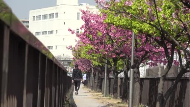 Oyokogawa Kawazu Sakura Kersenbloesems Japan Tokio 2023 — Stockvideo