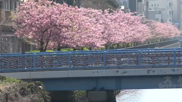 Oyokogawa Kawazu Sakura Cereja Flores Japão Tóquio 2023 — Vídeo de Stock