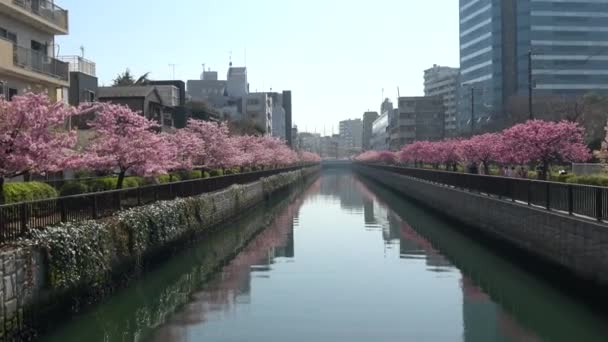 Oyokogawa Kawazu Sakura Kirschblüten Japan Tokio 2023 — Stockvideo