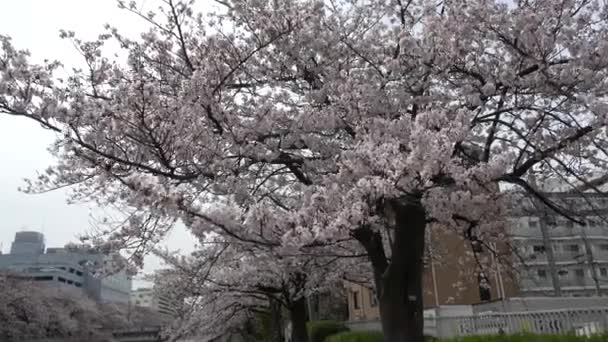 Kersenbloesems Zoom Japan Tokio 2023 — Stockvideo