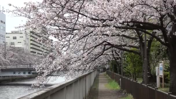 Flores Cerezo Zoom Japón Tokio 2023 — Vídeo de stock