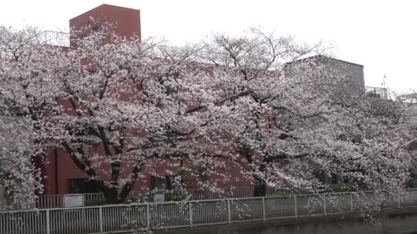 日本东京2023年樱花盛开 — 图库视频影像