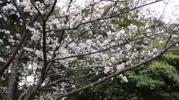 Cherry Blossoms Zoom Japan Tokyo 2023 — Stock Video