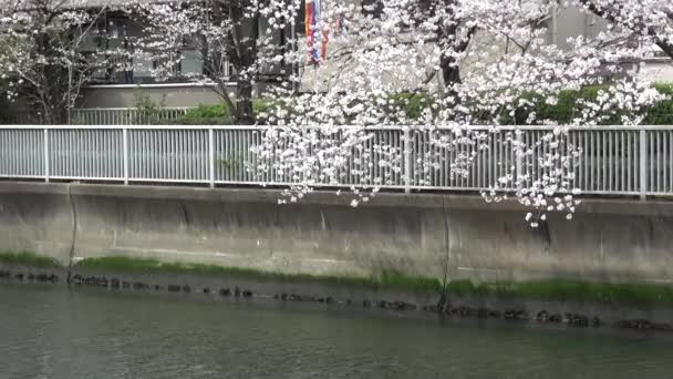 日本东京2023年樱花盛开 — 图库视频影像