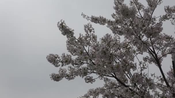 Fleurs Cerisier Zoom Avant Japon Tokyo 2023 — Video