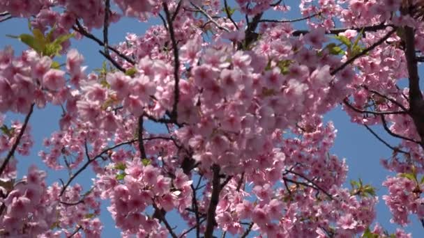Wiśnia Kwiaty Zoom Japonia Tokio 2023 — Wideo stockowe