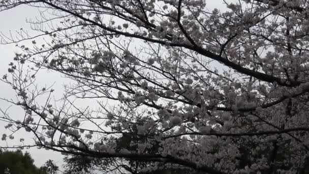 Цвіт Сакурового Цвіту Японія 2023 Рік — стокове відео