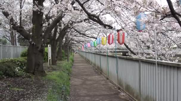 Cherry Blossoms Zoom Japan Tokyo 2023 — Stock Video