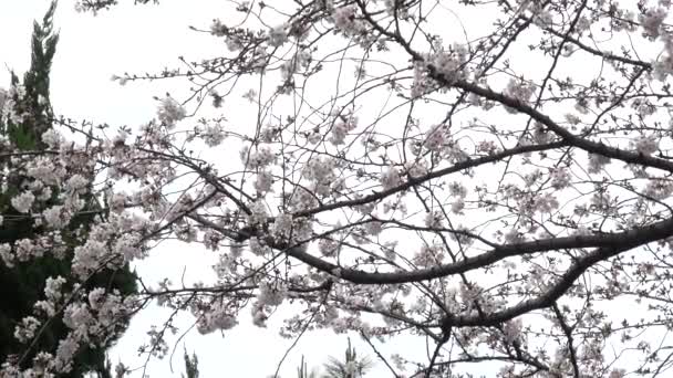 Wiśnia Kwiaty Zoom Japonia Tokio 2023 — Wideo stockowe