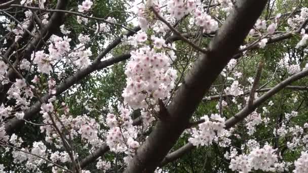 Kirschblüten Japan Tokio 2023 — Stockvideo