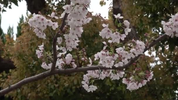 Flores Cerezo Zoom Japón Tokio 2023 — Vídeos de Stock
