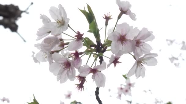 Fiori Ciliegio Piena Fioritura Macchina Fotografica Fissa Giappone Tokyo — Video Stock