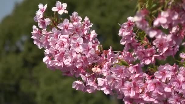 Цвітіння Квітки Вишневого Кольору Японія — стокове відео
