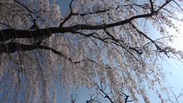 Kirschblüten Voller Blüte Fixed Shooting Camera Japan Tokyo — Stockvideo