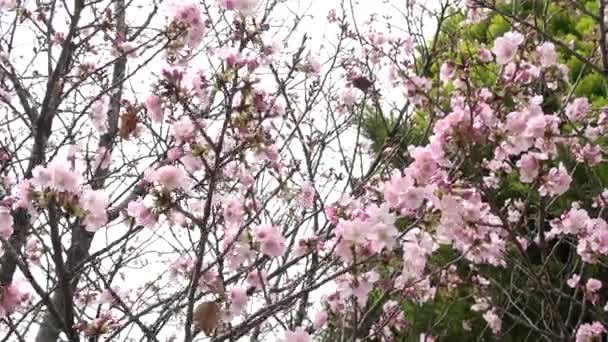 Cherry Blossoms Full Bloom Fixed Shooting Camera Japan Tokyo — Stock Video