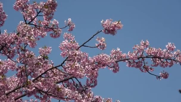 Cherry Blossoms Full Bloom Fixní Fotoaparát Japonsko Tokio — Stock video