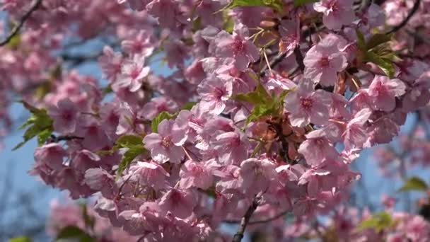 Άνθη Κερασιάς Πλήρη Άνθιση Σταθερή Φωτογραφική Μηχανή Λήψης Ιαπωνία Τόκιο — Αρχείο Βίντεο