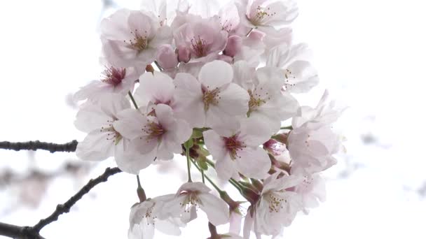 Kwiat Wiśni Stałopozycyjny Aparat Fotograficzny Japonia Tokio — Wideo stockowe