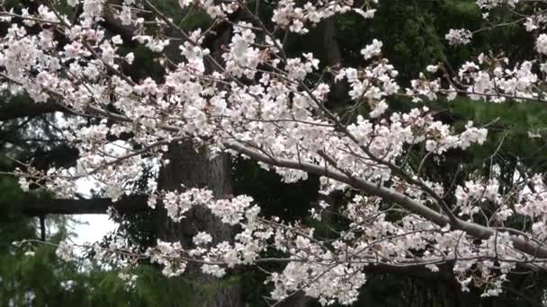 Kiraz Çiçekleri Japon Tokyo Sabitlenmiş Çekim Kamerası — Stok video