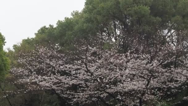 Цветение Сакуры Полная Цветение Фиксированная Камера Съемки Япония Токио — стоковое видео