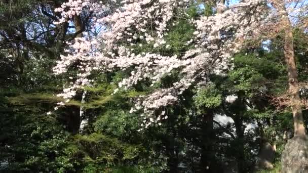 Körsbärsblommor Full Blom Fast Skytte Kamera Japan Tokyo — Stockvideo