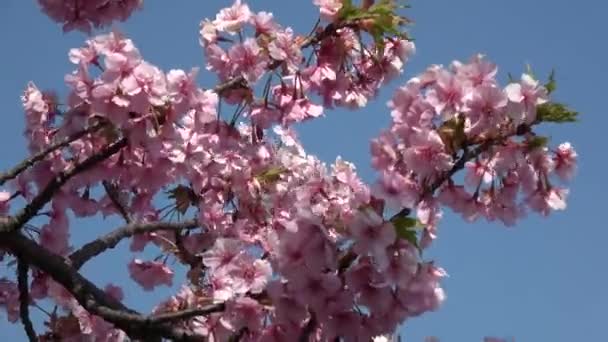 Cherry Mekar Penuh Mekar Tetap Kamera Menembak Jepang Tokyo — Stok Video