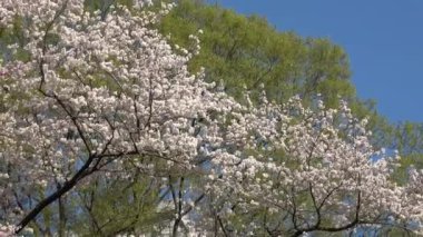 Kiraz çiçekleri Japon Tokyo 'da sabitlenmiş çekim kamerası.