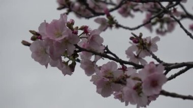 Kiraz çiçekleri Japon Tokyo 'da sabitlenmiş çekim kamerası.