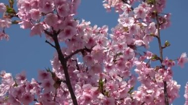 Kiraz çiçekleri Japon Tokyo 'da sabitlenmiş çekim kamerası.